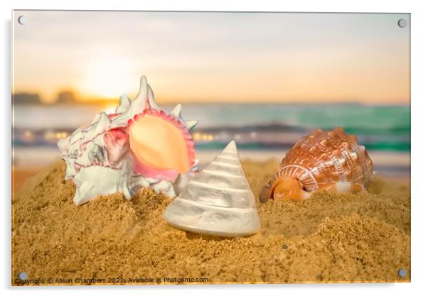 Seashells Acrylic by Alison Chambers