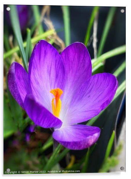 Vibrant Spring Crocus Flower Acrylic by Simon Marlow