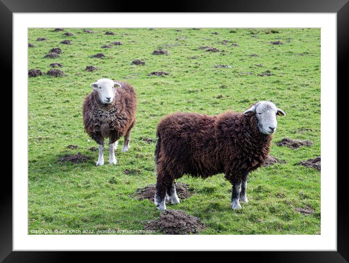 Herdwick Sheep Framed Mounted Print by Cliff Kinch