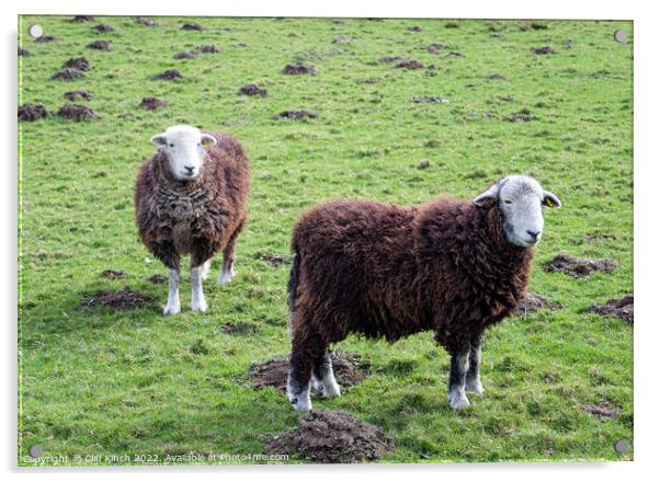 Herdwick Sheep Acrylic by Cliff Kinch