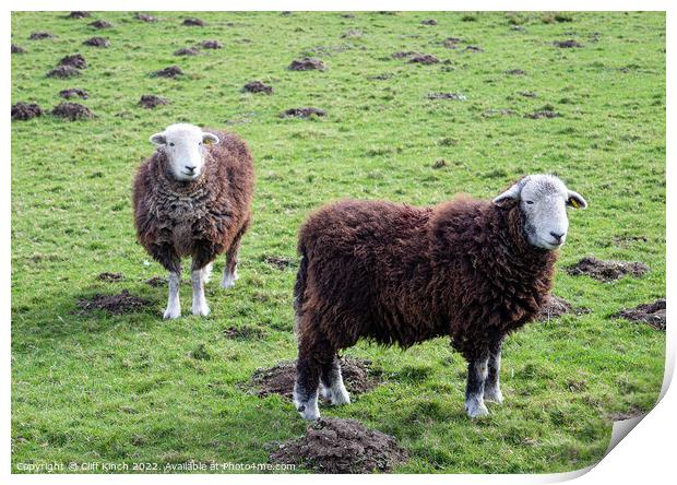 Herdwick Sheep Print by Cliff Kinch