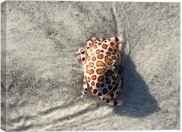 Calico box crab or Leopard Crab Canvas Print by Thomas Baker