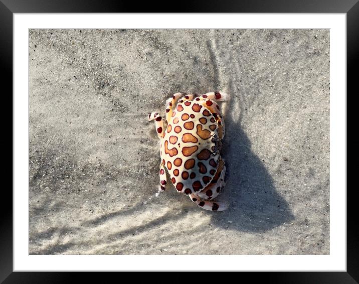 Calico box crab or Leopard Crab Framed Mounted Print by Thomas Baker