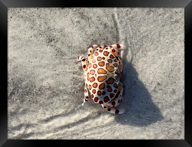 Calico box crab or Leopard Crab Framed Print by Thomas Baker