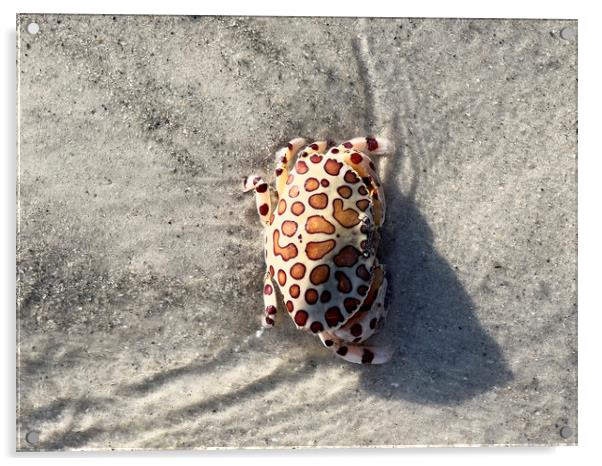 Calico box crab or Leopard Crab Acrylic by Thomas Baker