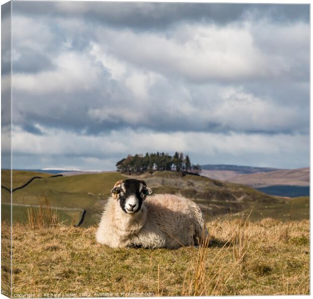 Solitary Swaledale Sheep in Teesdale Canvas Print by Richard Laidler