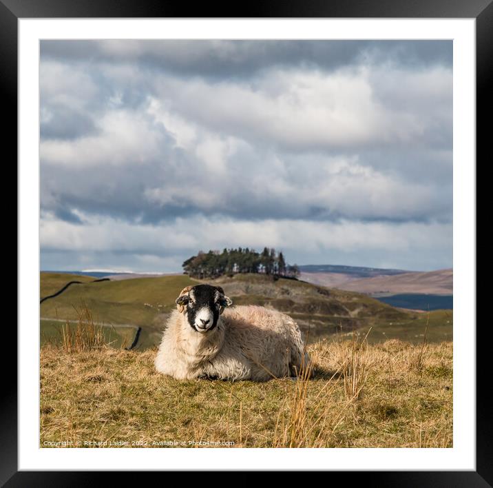 Solitary Swaledale Sheep in Teesdale Framed Mounted Print by Richard Laidler