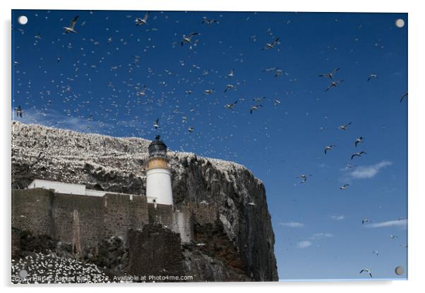 Seagulls at Bass Rock  Acrylic by Eszter Papp