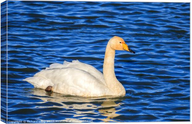 Whooper Swan Canvas Print by Richard Long