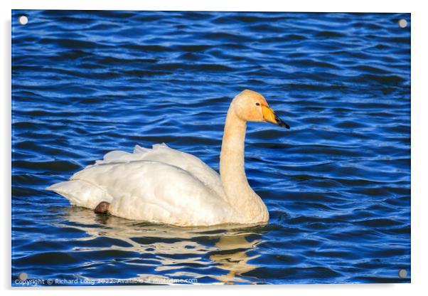Whooper Swan Acrylic by Richard Long