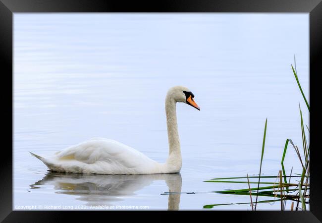 Mute Swan Framed Print by Richard Long
