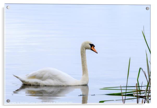 Mute Swan Acrylic by Richard Long