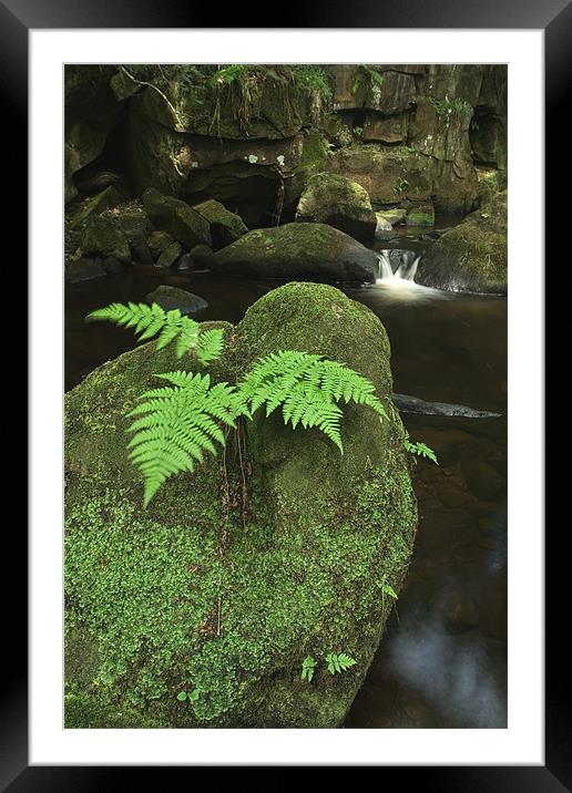 Ferns & Falls Framed Mounted Print by Wayne Molyneux