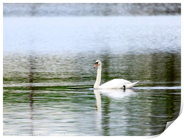 Mute Swan Print by Richard Long