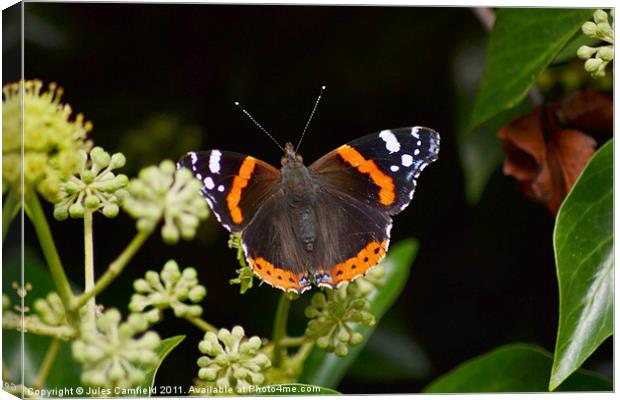 The Red Admiral Canvas Print by Jules Camfield