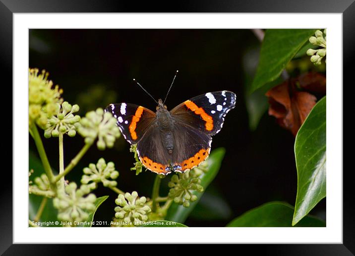 The Red Admiral Framed Mounted Print by Jules Camfield