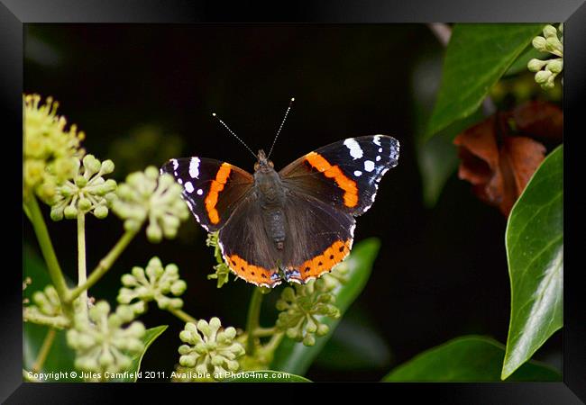 The Red Admiral Framed Print by Jules Camfield