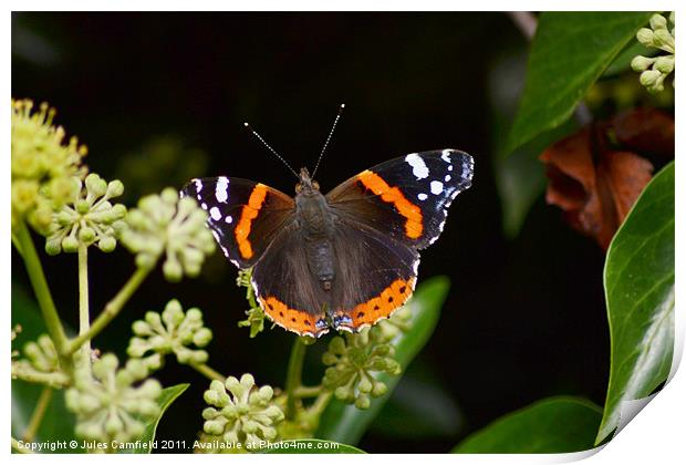 The Red Admiral Print by Jules Camfield