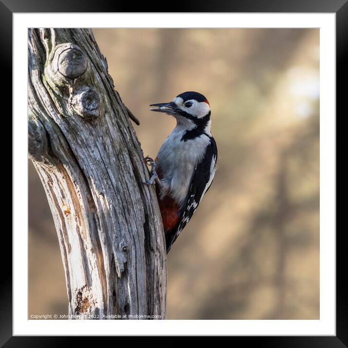 Greater Spotted Woodpecker (Male) Framed Mounted Print by John Barratt