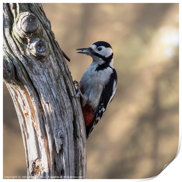 Greater Spotted Woodpecker (Male) Print by John Barratt