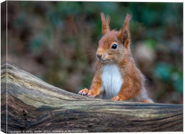A close up of a red squirrel on a wooden log Canvas Print by Vicky Outen