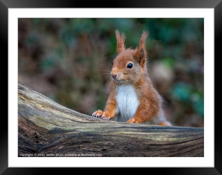 A close up of a red squirrel on a wooden log Framed Mounted Print by Vicky Outen