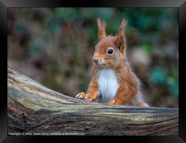 A close up of a red squirrel on a wooden log Framed Print by Vicky Outen