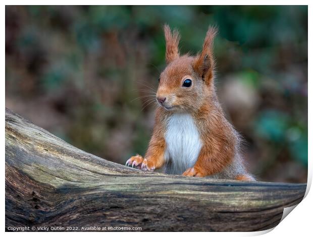 A close up of a red squirrel on a wooden log Print by Vicky Outen