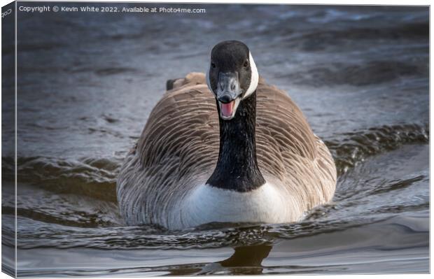 Portrait of a Canadian goose Canvas Print by Kevin White