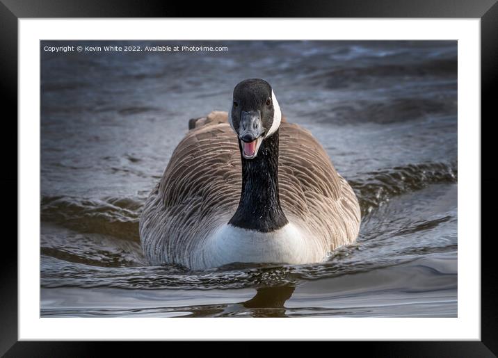 Portrait of a Canadian goose Framed Mounted Print by Kevin White