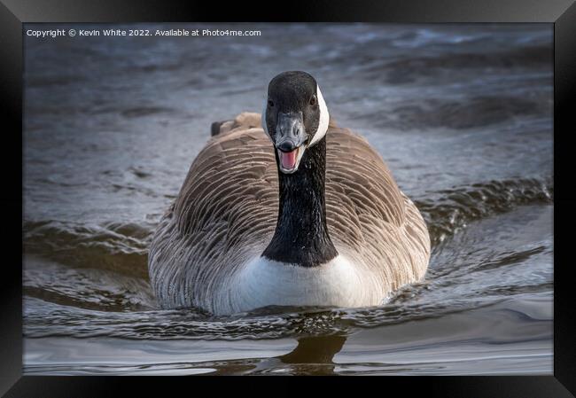 Portrait of a Canadian goose Framed Print by Kevin White