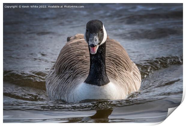 Portrait of a Canadian goose Print by Kevin White