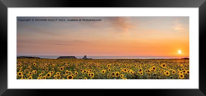 Rhossili Sun Flowers Framed Mounted Print by RICHARD MOULT