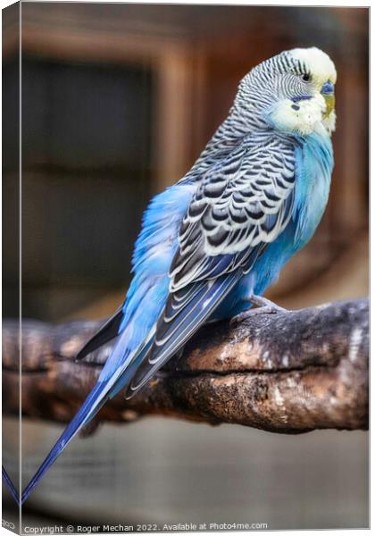 Vibrant Blue Budgerigar on Wooden Branch Canvas Print by Roger Mechan