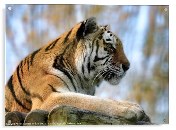 Tiger Acrylic by Joanne Wilde