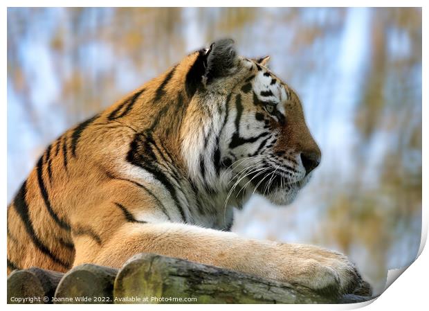 Tiger Print by Joanne Wilde