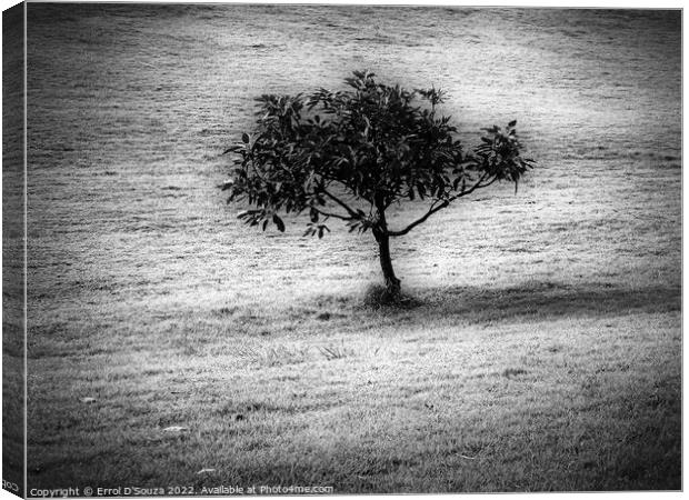 Lone Tree Stands in a Bare Field Canvas Print by Errol D'Souza