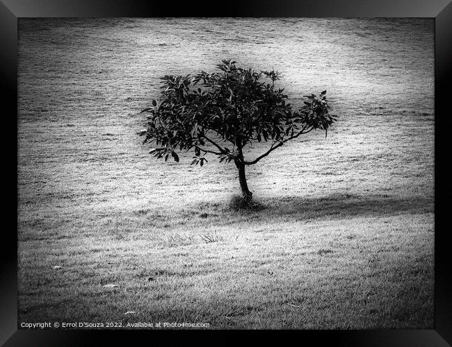 Lone Tree Stands in a Bare Field Framed Print by Errol D'Souza