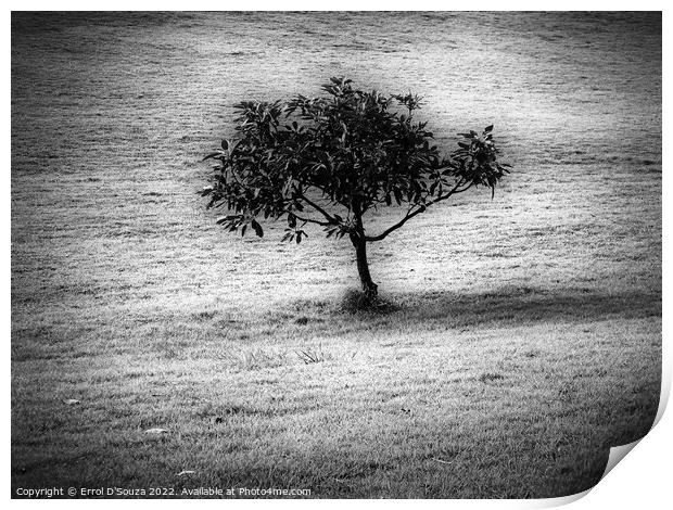 Lone Tree Stands in a Bare Field Print by Errol D'Souza