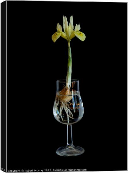 Iris in a Glass Canvas Print by Robert Murray