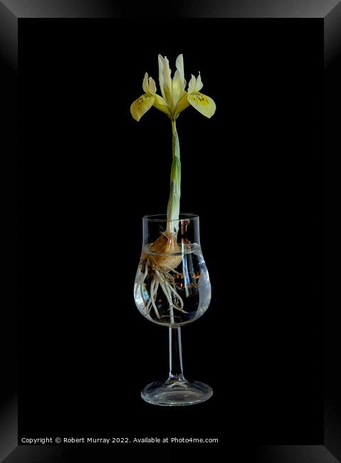 Iris in a Glass Framed Print by Robert Murray