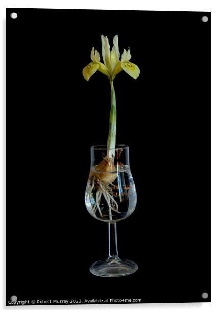 Iris in a Glass Acrylic by Robert Murray