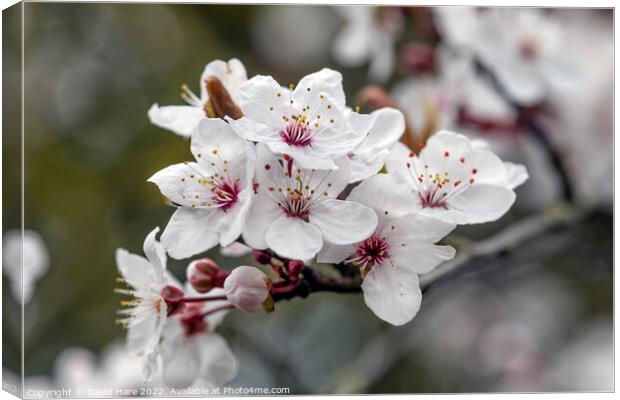 Spring Blossom Canvas Print by David Hare
