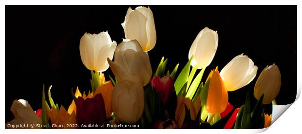 Tulip Flowers Print by Stuart Chard