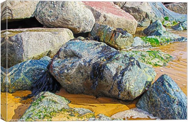 Seaweed Left on Rocks Canvas Print by GJS Photography Artist