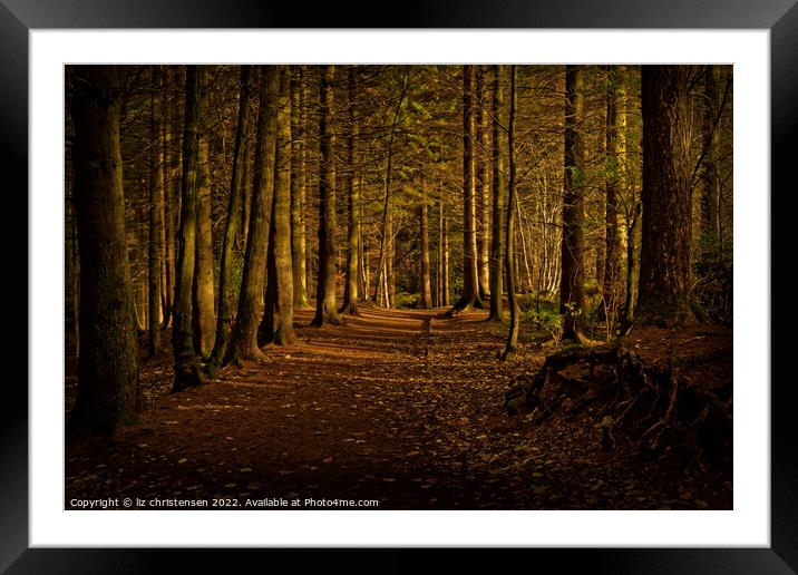 Light in the Forest Framed Mounted Print by liz christensen
