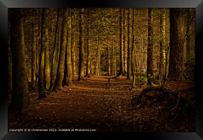 Light in the Forest Framed Print by liz christensen