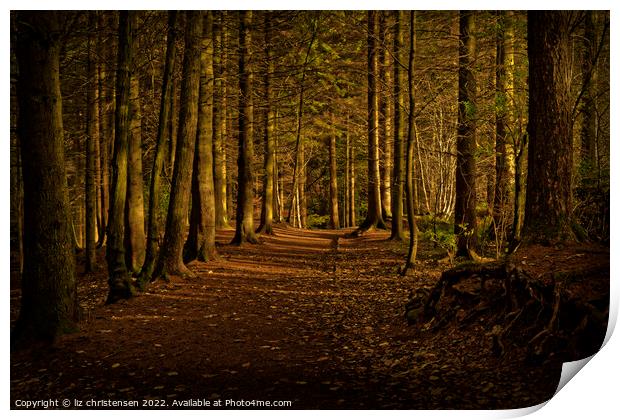 Light in the Forest Print by liz christensen