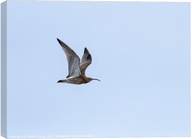 Curlew flying  Canvas Print by Richard Long