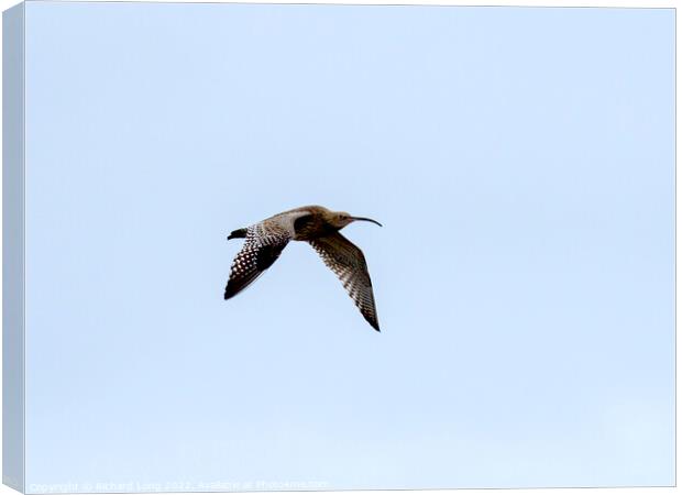 Curlew flying  Canvas Print by Richard Long